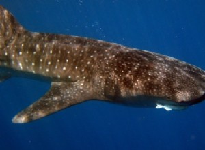 Les photos de vacances en ligne aident à la recherche sur les requins 