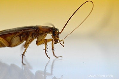 Les insectes lavés sentent mieux 