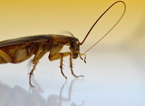 Les insectes lavés sentent mieux 