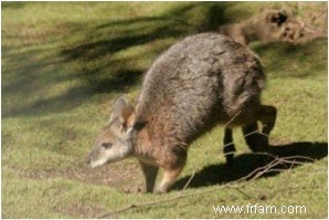 Les marsupiaux s entraînent dans l utérus pour la première ascension 