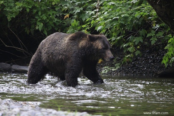 Ours polaire devenu ours brun, pas l inverse 