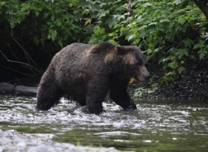 Ours polaire devenu ours brun, pas l inverse 