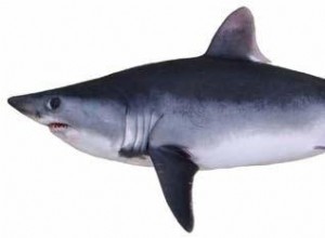 Les requins mieux protégés 