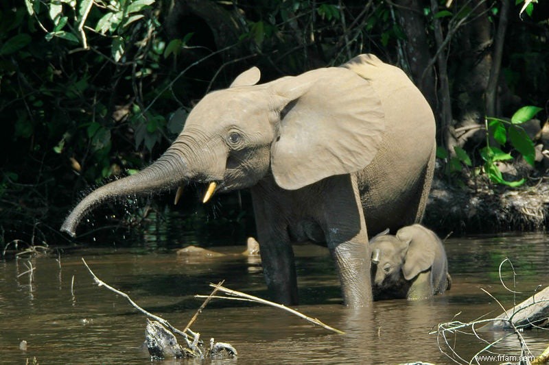 Le nombre d éléphants de forêt a diminué des deux tiers en Afrique centrale 