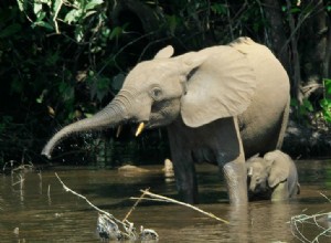 Le nombre d éléphants de forêt a diminué des deux tiers en Afrique centrale 