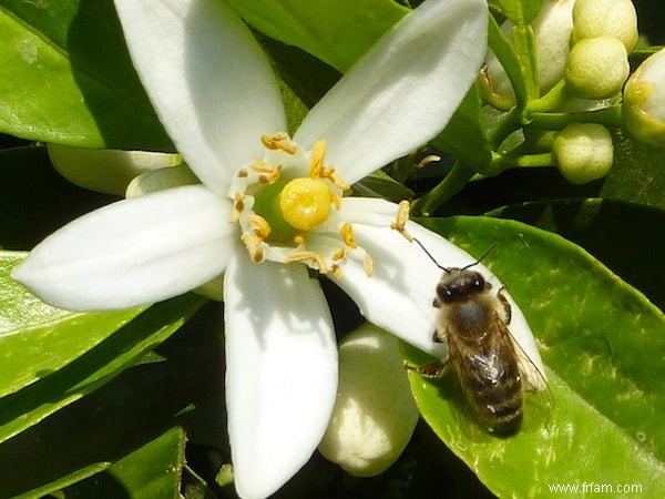 Les abeilles se souviennent mieux grâce à la caféine 