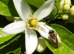 Les abeilles se souviennent mieux grâce à la caféine 