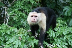 Les singes capucins évitent les égoïstes 