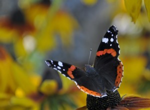 Le changement climatique tue aussi les animaux neutres 