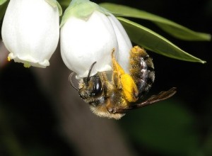 Les abeilles sont une réflexion après coup 