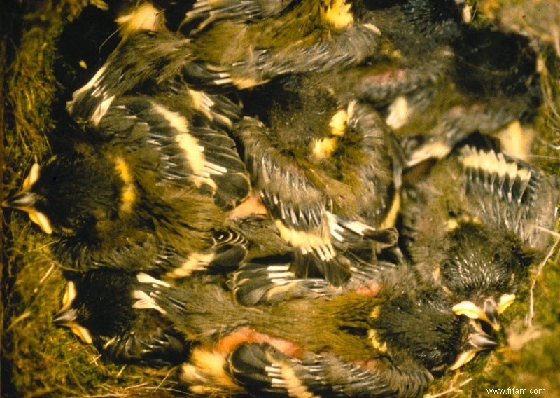 Mésange charbonnière lente tient le coup 