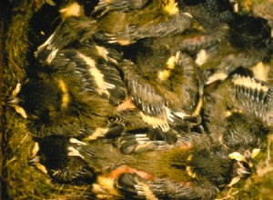 Mésange charbonnière lente tient le coup 