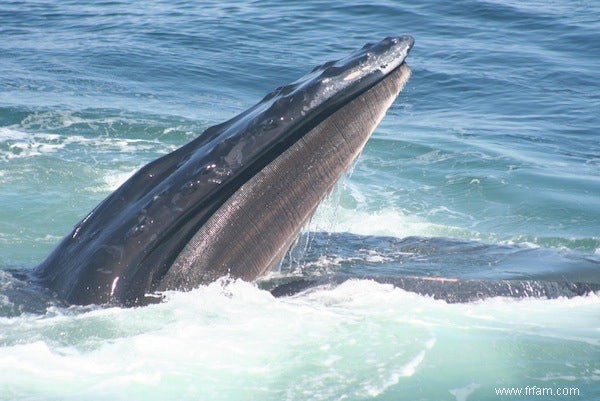 La baleine à bosse a des traditions 