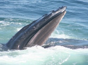 La baleine à bosse a des traditions 