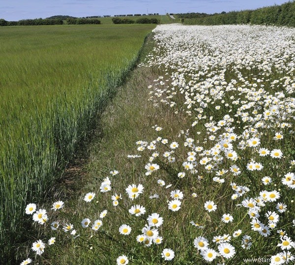 Accords de gestion avec les agriculteurs bons pour les pollinisateurs 