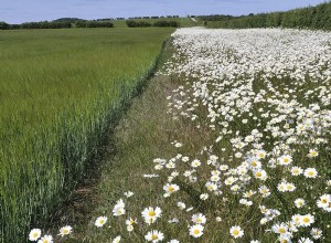 Accords de gestion avec les agriculteurs bons pour les pollinisateurs 