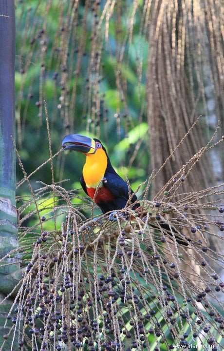 L homme, le toucan et le palmier 