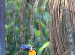 L homme, le toucan et le palmier 