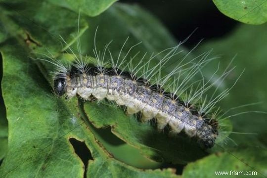 Chenille processionnaire du chêne prête pour l invasion 