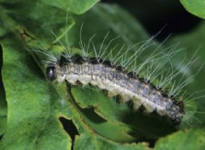 Chenille processionnaire du chêne prête pour l invasion 