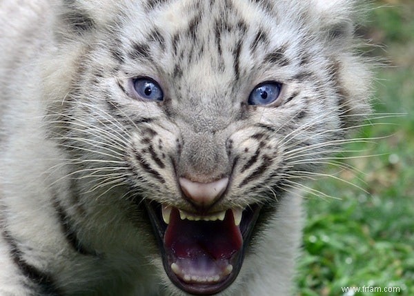 Qu est-ce qui rend le tigre blanc blanc ? 