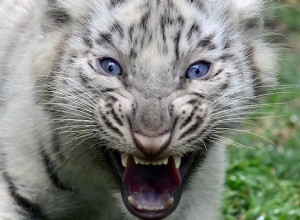 Qu est-ce qui rend le tigre blanc blanc ? 