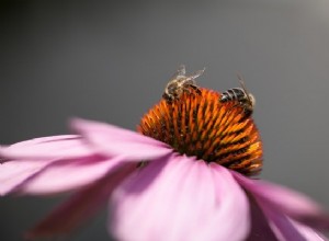 Les plantes et les pollinisateurs vont mieux (mais pas encore bien) 