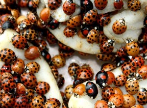 La coccinelle asiatique s engage dans une guerre biologique 