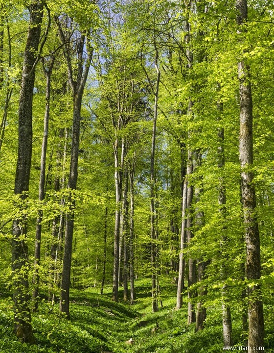 Les plantes atténuent le changement climatique 