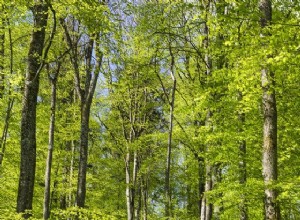 Les plantes atténuent le changement climatique 