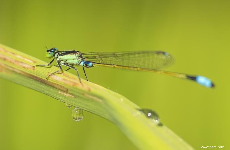 Des pesticides trop efficaces 