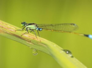 Des pesticides trop efficaces 