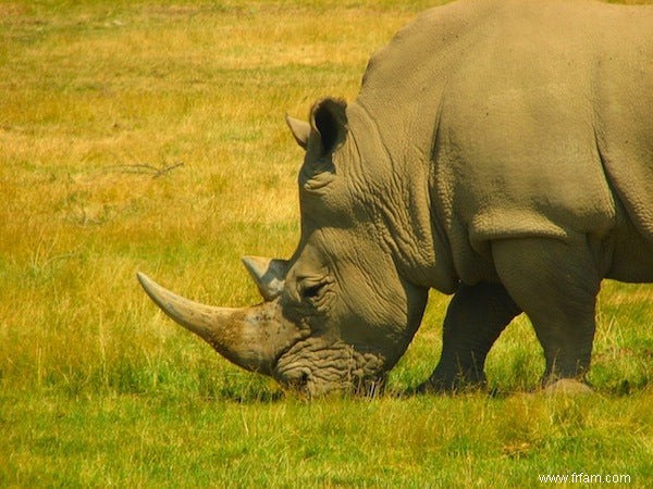 De plus en plus de rhinocéros tués en Afrique du Sud 