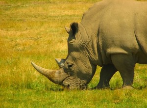 De plus en plus de rhinocéros tués en Afrique du Sud 