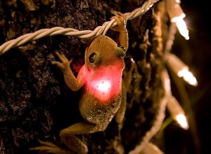 La vie moderne piège les animaux 