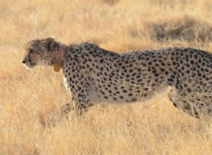 L accélération, pas la vitesse, fait du guépard le meilleur chasseur 