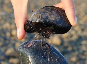 Comment les moules survivent aux vagues 