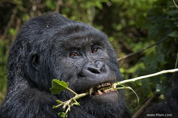 Les grands singes ont une bonne mémoire 