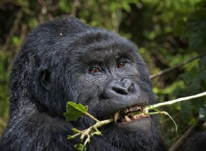 Les grands singes ont une bonne mémoire 