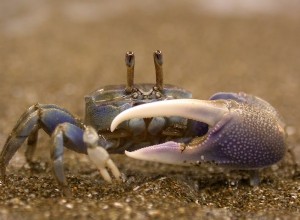 Les crabes oculaires sont confrontés à un dilemme évolutif 