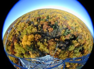 La forêt utilise l eau plus efficacement 