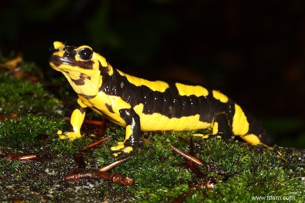 Un champignon mortel menace la salamandre tachetée 