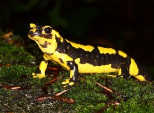 Un champignon mortel menace la salamandre tachetée 