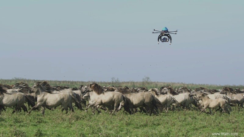 La nature hollandaise sur grand écran 