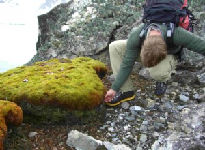 La croissance de la mousse prouve le réchauffement climatique 