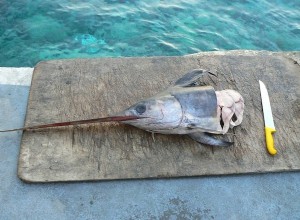 Les poissons d eau profonde contiennent plus de mercure 