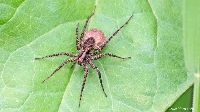 Une nouvelle espèce d araignée découverte à Anvers 