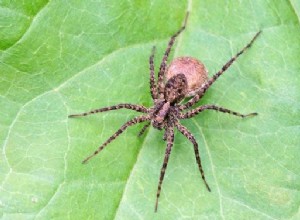 Une nouvelle espèce d araignée découverte à Anvers 