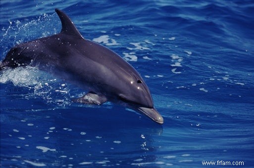 Les dauphins ont une mémoire d éléphant 