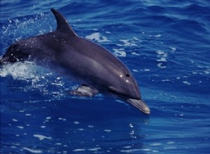 Les dauphins ont une mémoire d éléphant 